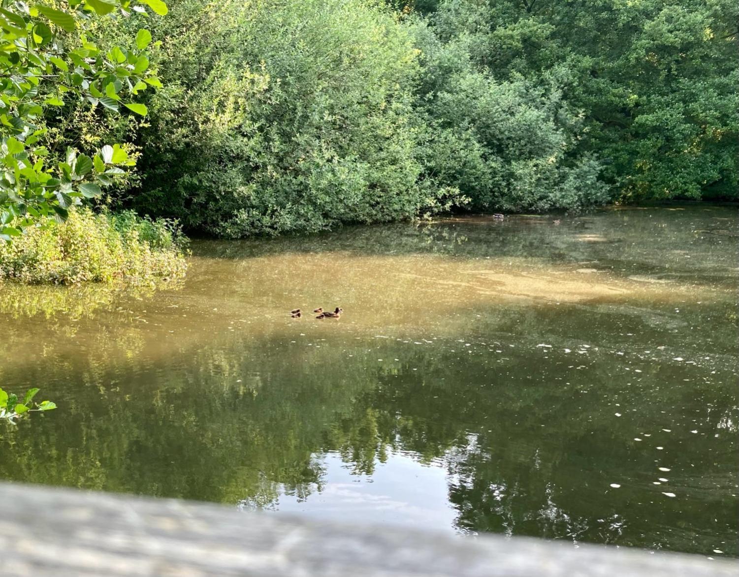 In Der Wassermuehle Melle Exteriör bild
